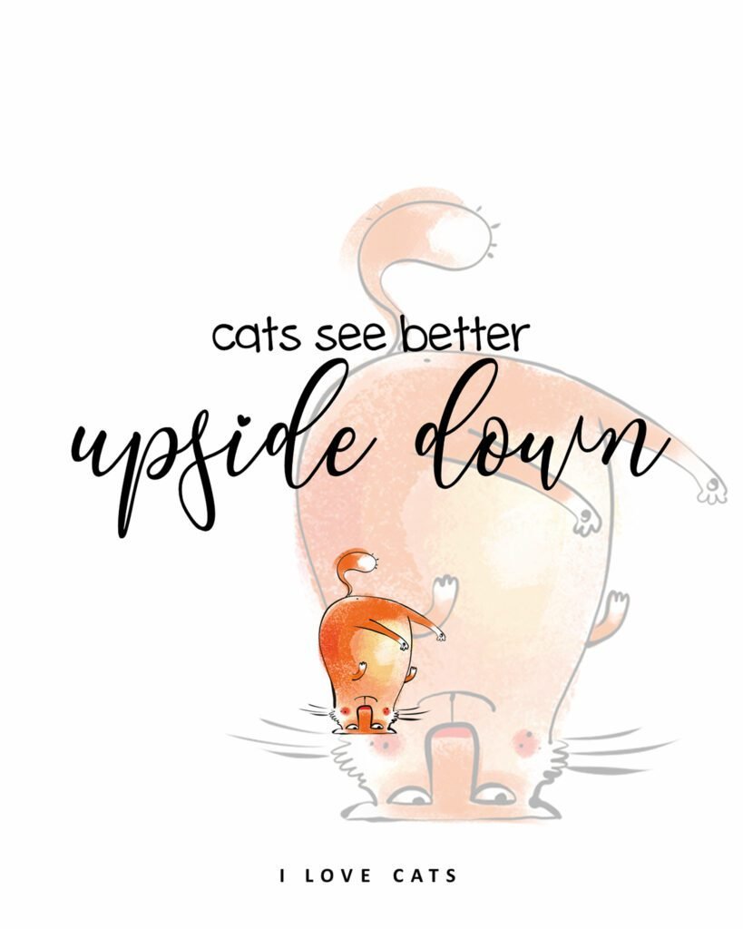 cats-see-better