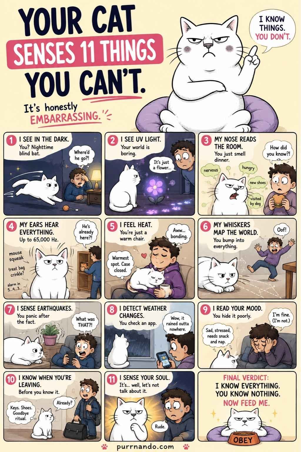 Things Your Cat Can Sense