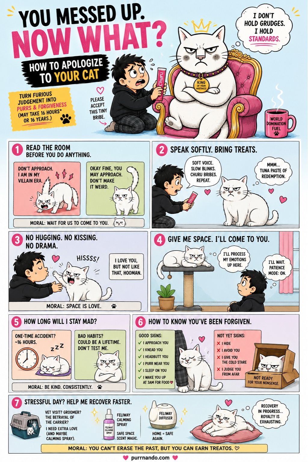 how to apologize to your cat