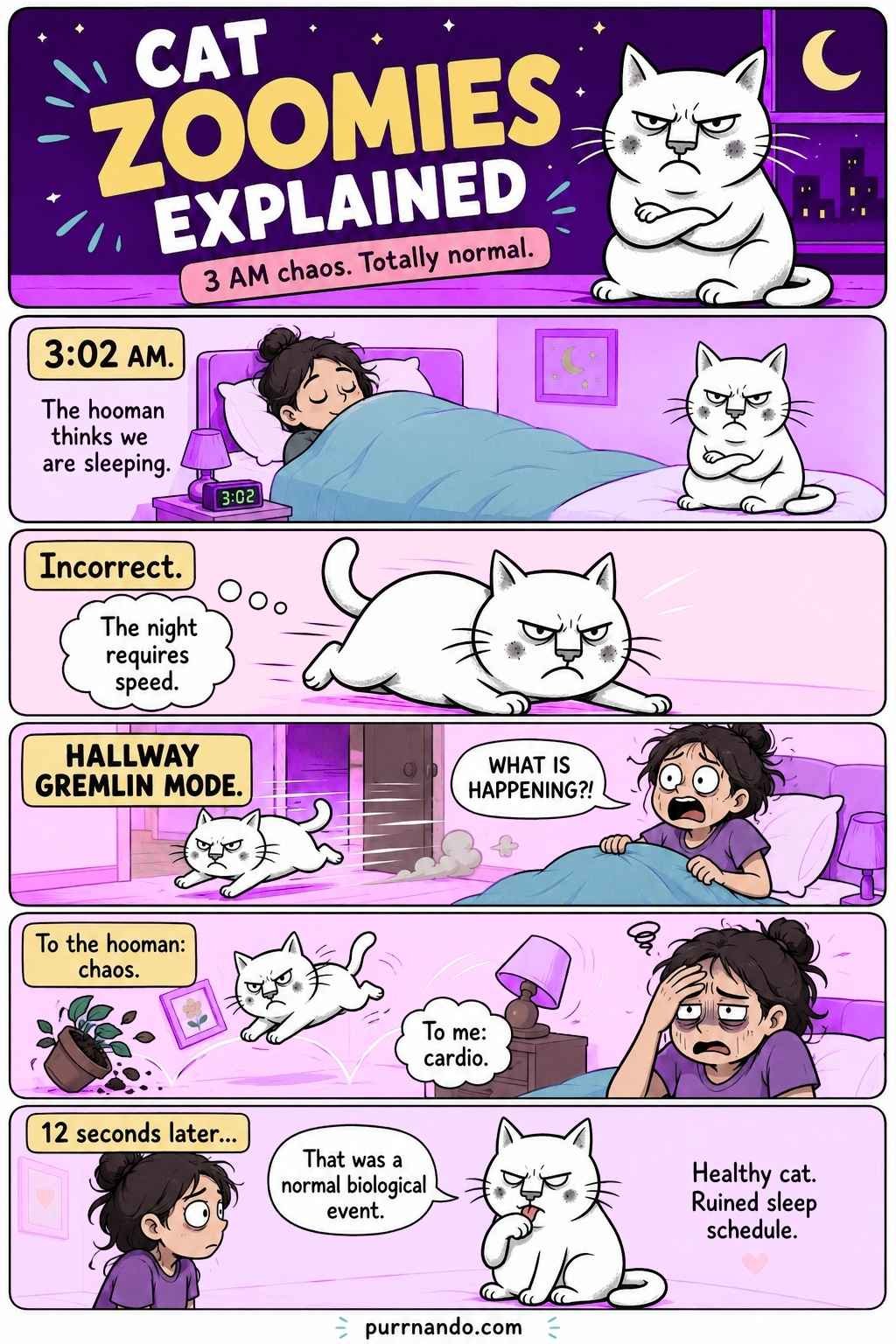 cat-zoomies